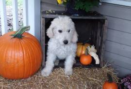 Beautiful Goldendoodles