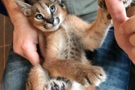 Serval and Savannah and Caracal Kittens ocelot