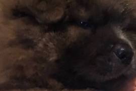 Chow Chow male puppy 
