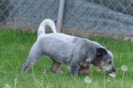 3 blue male puppies