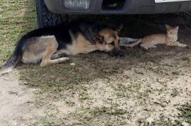 German Shepherd Great Pyrenees