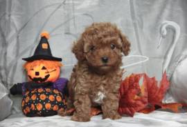 Mini F1b Goldendoodle Puppies For A New Home