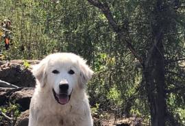 Great Pyrenees Female Pup 7 mos