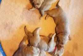 Silver Lab Puppies