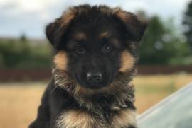 AKC purebred german shepherd 