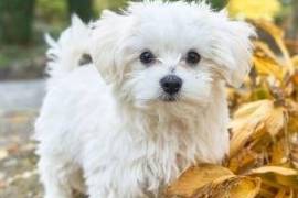  Purebred Teacup Maltese Puppies For Sale