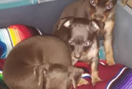 Miniature Doberman Pinscher Puppies 8 weeks old 