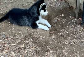 AKC Siberian Husky Puppies