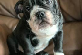 English Bulldog 