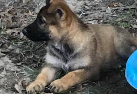 AKC registered German Shepard puppies