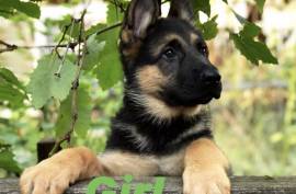 Purebred german shepherd 