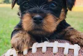 Yorkie puppy 