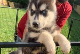 Siberian huskies 