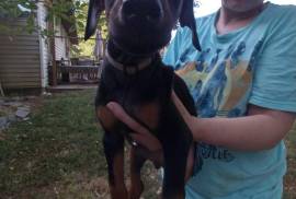 AKC registered Doberman Pinschers