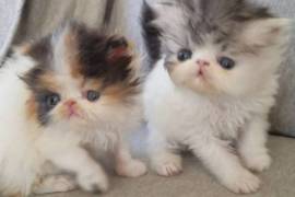 Sweet CFA Persian kittens available 