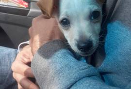 10 week old chiwahwah 