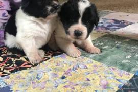 Newfoundland/Pyrenean mastiff puppies 