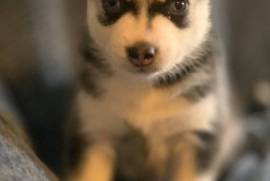 Adorable Pomsky Puppy