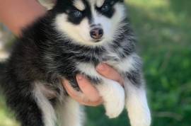 Adorable Pomsky 