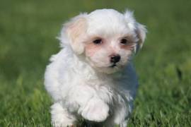 MALTESE PUPPIES FOR SALE