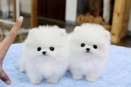 Super cute teacup Pomeranian puppies