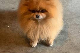 Adult Male Pomeranian