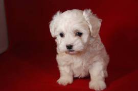 Maltipoo