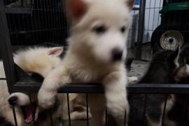 Siberian Husky puppies need loving homes