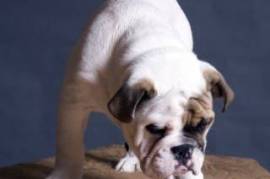 Male and female English bulldog puppies ready