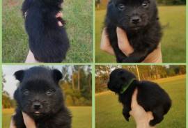 2 male pom pups 