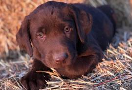AKC Healthtested Labs! 