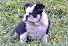 AKC Registered Colorful English Bulldogs