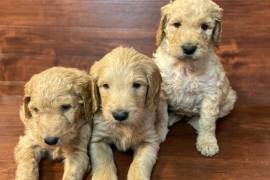 Goldendoodles Puppies