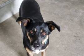 9 Month Old Female Black Lab Mix