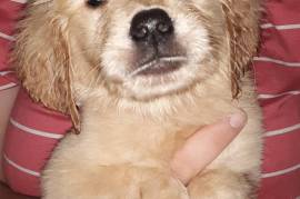 AKC golden retriever puppies 