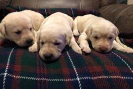 Akc yellow labs 