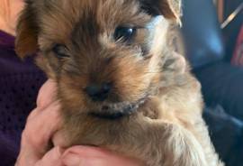 Shorkie 