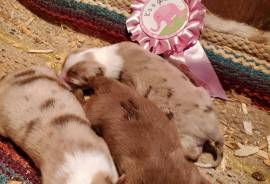 Australian  Shepherd 