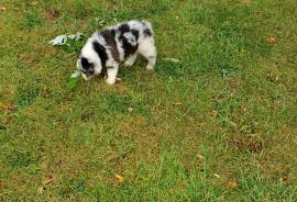 Australian Shepherd 