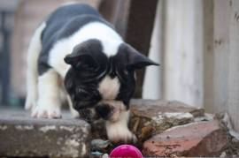 STUNNING FRENCH BULLDOG PUPPIES FOR SALE