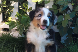 Australian Shepherd Puppies