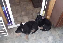 Pure bred German Shepherds (males and females)
