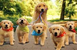 Trained AKC Golden Retriever Puppies 10 Weeks Old
