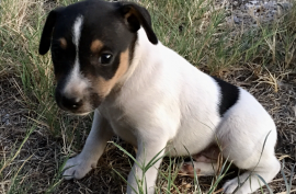 Miniature Rat Terrier Puppies