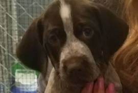 AKC German Wirehair puppies