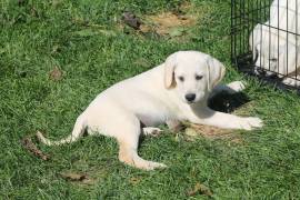 AKC White Lab Puppies