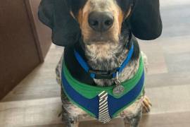 Blue tick coonhound for sale