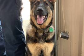 AKC German Shepard 8months old