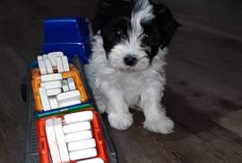 Female morkiepoo puppy