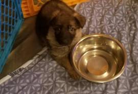 German Shepherd puppies